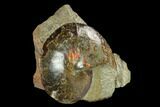 Fossil Ammonite (Sphenodiscus) in Rock - South Dakota #143841-3